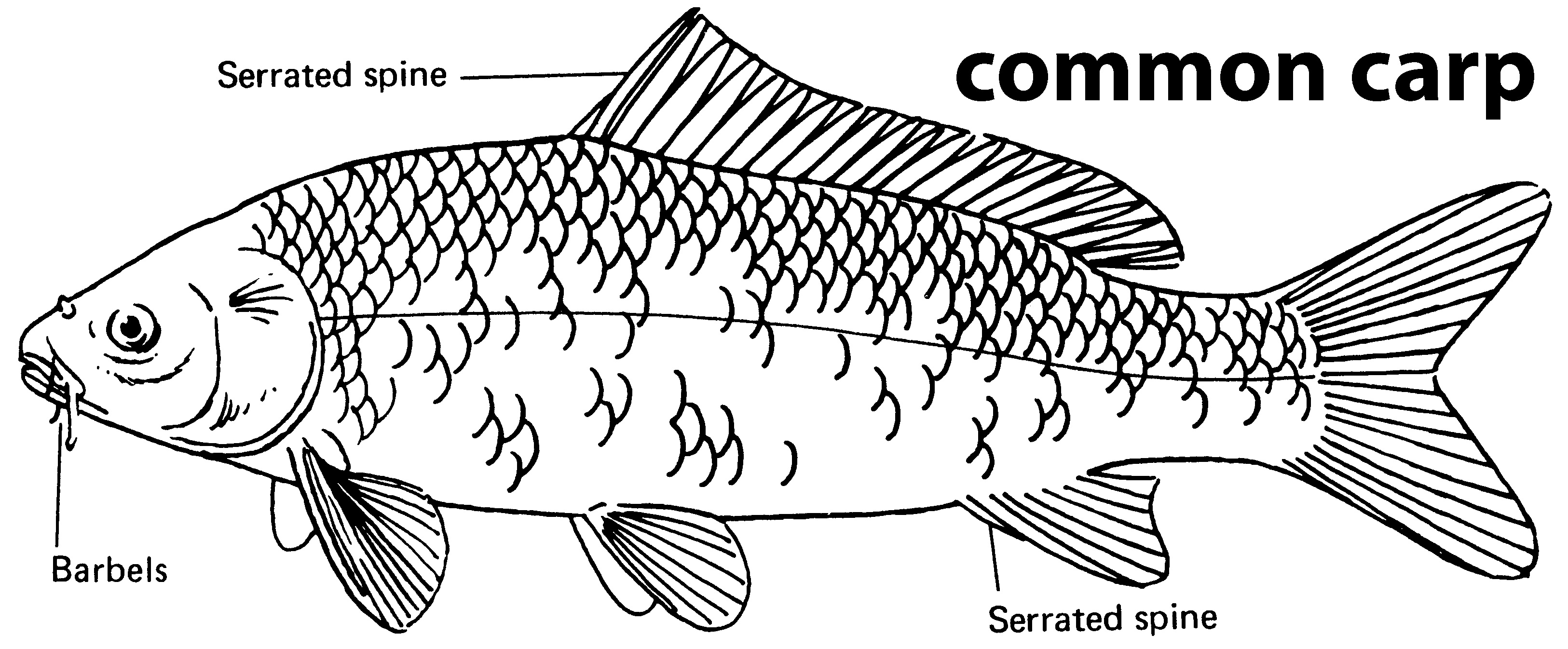 characteristics of a common carp